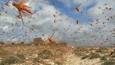 Ακρίδες εξαφανίζουν καλλιέργειες στη Ροδόπη