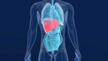 Αυτό είναι το μοναδικό όργανο του ανθρώπινου σώματος που δεν...γερνάει 