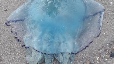 Γαλάζιες μέδουσες μετά τις μωβ: Τα χαρακτηριστικά τους και τι να προσέχουμε