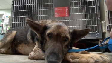 Σκύλος επιβίωσε με νερό βροχής για 30 ημέρες- Πέθανε ο ιδιοκτήτης κι έμεινε μόνος