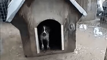 Έσωσε τον σκύλο του από το πλημμυρισμένο σπίτι του