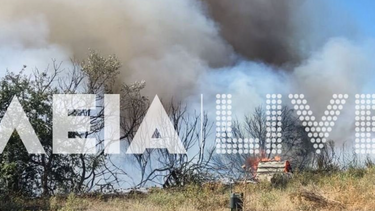 Συναγερμός για μεγάλη φωτιά στην Ηλεία 