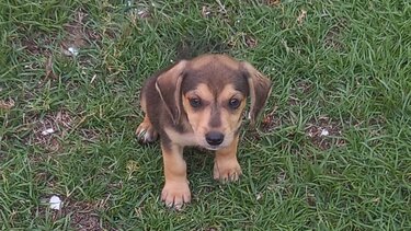Έκλεψαν κουταβάκια από κλειδωμένο κτίριο!