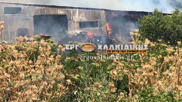 Χαλκιδική: 150 ζώα κάηκαν ζωντανά από φωτιά σε μαντρί