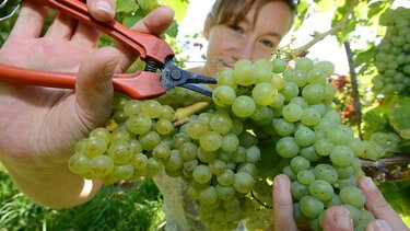 ΚΕΟΣΟΕ: Μείωση του ελληνικού αμπελώνα το 2022