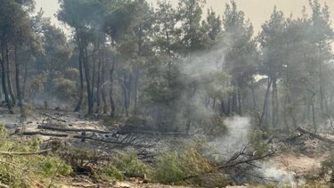Φωτιά στη Δαδιά: Παραμένει ενεργό το μέτωπο προς το Λύρα