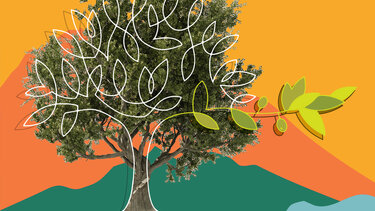 Συνεχίζονται οι ψεκασμοί δακοκτονίας στην Π.Ε. Ηρακλείου