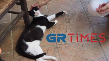 Βόρεια Εύβοια: Η γάτα που κλώτσησαν στη θάλασσα απέκτησε μωρά!