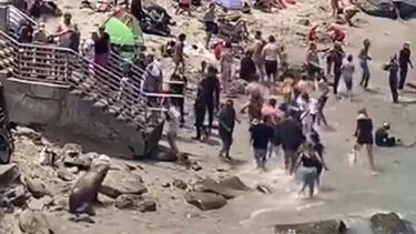 Χαμός σε παραλία: Θαλάσσια λιοντάρια κυνηγούσαν λουόμενους - Δείτε βίντεο