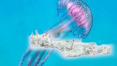 Μωβ μέδουσες: Ο χάρτης με τις πιο επικίνδυνες παραλίες στην Κρήτη