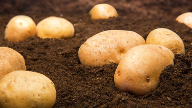 Πατάτες: Τα οφέλη στην υγεία και ο πιο υγιεινός τρόπος να τις μαγειρέψουμε