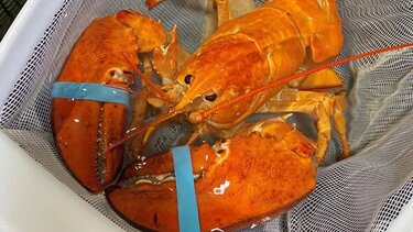 Εξαιρετικά σπάνιος πορτοκαλί αστακός σώθηκε πριν καταλήξει στο πιάτο