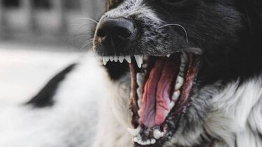 Αδέσποτος σκύλος επιτέθηκε σε 7χρονο την ώρα που πήγαινε στο σχολείο