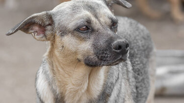 Τι κάνεις όταν ο γείτονάς σου είναι "φάντασμα" κι αδιαφορεί για τα ζώα του;