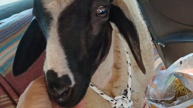 Η ιστορία του Μπέλλο, της κατσίκας που σώθηκε και υιοθετήθηκε από vegan φάρμα