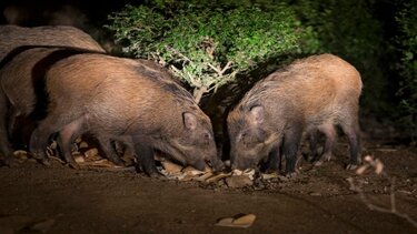 Ο «πόλεμος» του αγριογούρουνου στην ηπειρωτική Ελλάδα