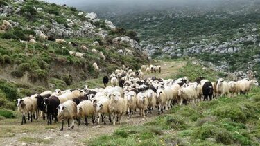 Αιγοπρόβατα: Μείωση του αριθμού τους παντού πλην... Κρήτης που διπλασιάστηκαν! 