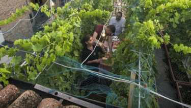 Αυτός είναι ο μικρότερος αμπελώνας στον κόσμο