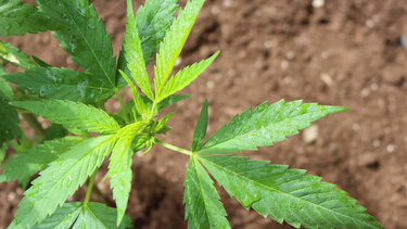 Στη "φάκα" 36χρονη με ναρκωτικά, στο αεροδρόμιο της Αθήνας