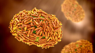 Ευλογιά των πιθήκων: Ανησυχία μετά τον παγκόσμιο συναγερμό του ΠΟΥ