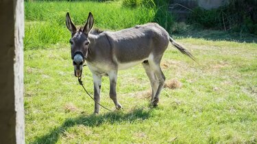Ζίτσα: Βαριά και εκτεταμένα τα τραύματα στο γαϊδουράκι 