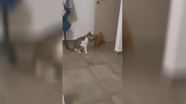 Βρέθηκε οικογένεια για την Καφετούλα!