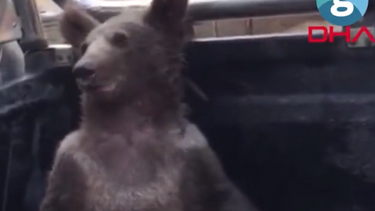 Διασώθηκε «μεθυσμένο» αρκουδάκι που έφαγε παραισθησιογόνο μέλι