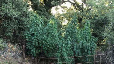 Στο ποιμνιοστάσιο βρήκαν δενδρύλλια κάνναβης και πιστόλι με τα ... παρελκόμενα