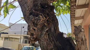 Δέντρο "υπό κατάρρευση"