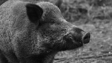  Πυροβόλησε αγριογούρουνο αλλά τα σκάγια βρήκαν και τη γειτόνισσα