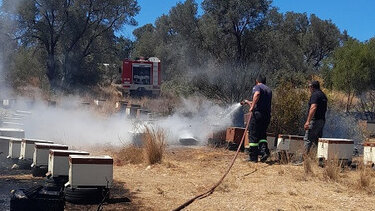 Έκκληση του Μελισσοκομικού Συλλόγου Χανίων μετά την καταστροφή στο Σέλινο- Ζητά, επειγόντως, μελίσσια! 