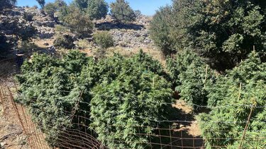 Εξιχνιάστηκαν τρεις διαφορετικές υποθέσεις με "ορφανές" φυτείες κάνναβης στον Μυλοπόταμο