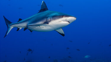 Μπορούν οι καρχαρίες να δώσουν τη λύση στην καταπολέμηση του καρκίνου;