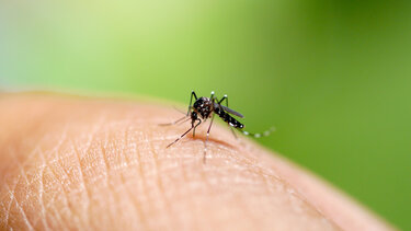 Το πρόγραμμα καταπολέμησης κουνουπιών για την επόμενη εβδομάδα