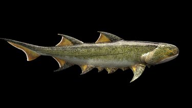 Ανακαλύφθηκε απολίθωμα κινεζικού ψαριού ηλικίας 439 εκατ. ετών - Είχε τα αρχαιότερα σαγόνια που έχουν βρεθεί ποτέ