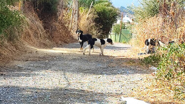Αδέσποτα σκυλιά επιτέθηκαν σε ηλικιωμένη - Περαστικοί την μετάφεραν στο νοσοκομείο