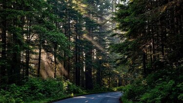 Διαχείριση δημοσίων δασών - Ποια δάση αφορούν οι πρώτες πιλοτικές διαχειριστικές μελέτες