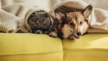 Παγκόσμια Ημέρα ζώων: 40 εκατ. ευρώ για την ευζωΐα των ζώων συντροφιάς