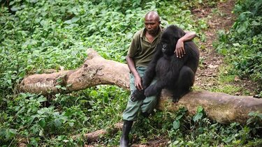 WWF: Σχεδόν το 70% της άγριας πανίδας εξαφανίστηκε από το 1970