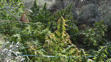 Φυτεία κάνναβης σε δασική έκταση "ξετρύπωσαν" οι Αρχές