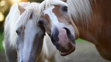 Ξεκινά η καταγραφή ιπποειδών στην Κρήτη
