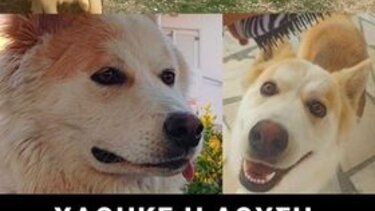 Μήπως είδατε τη Λούσι;