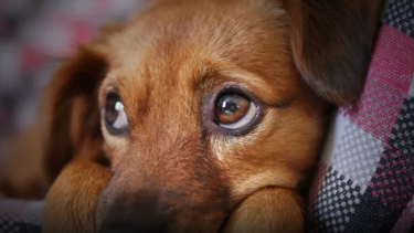 Νεκρά σκυλιά με τραύματα από σφαίρα και δέσιμο – Επικήρυξαν με 1.000 ευρώ τον δράστη