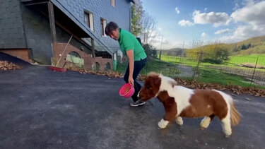 Πόνυ-νάνος υποψήφιο για το Ρεκόρ Γκίνες