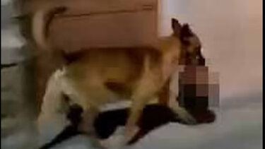 Σκύλος τρέχει με ένα ανθρώπινο κεφάλι στο στόμα, που άρπαξε από σκηνή εγκλήματος