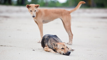 Καταγγελίες των εργαζομένων στο ΠΑΓΝΗ για αυξημένες επιθέσεις αδέσποτων σκύλων
