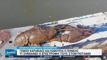 Καραβίδες εμφανίστηκαν ξανά στον Πηνειό