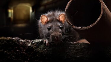 Αρουραίοι φορούν ειδικά σακίδια πλάτης και μαθαίνουν να βρίσκουν ανθρώπους σε ζώνες καταστροφών