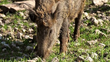 Νεκρός 60χρονος σε κυνήγι αγριογούρουνου 