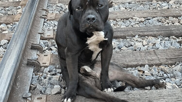 Εγκατέλειψαν παράλυτο σκύλο σε ράγες τρένου...